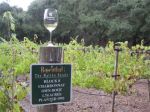 Winery Rosenthal Chardonay Vines