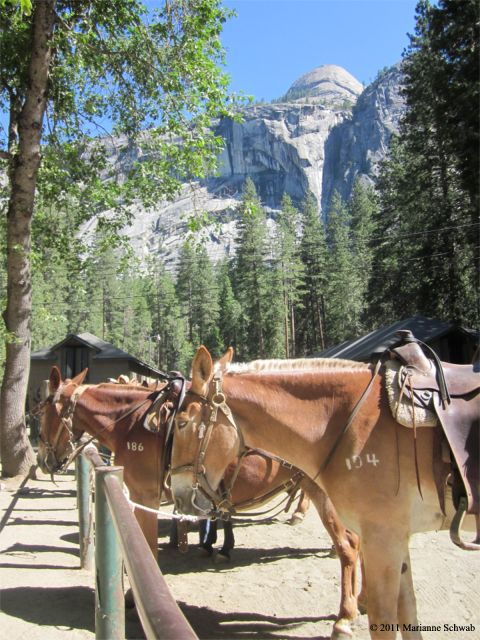 Yosemite Mules Hitching Post Scenery